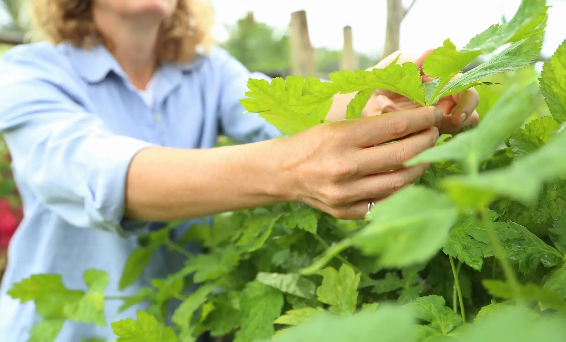 En person arbetar med gröna blad i en odling – ett exempel på praktiskt arbete som omfattas av kraven i IP Arbetsvillkor.