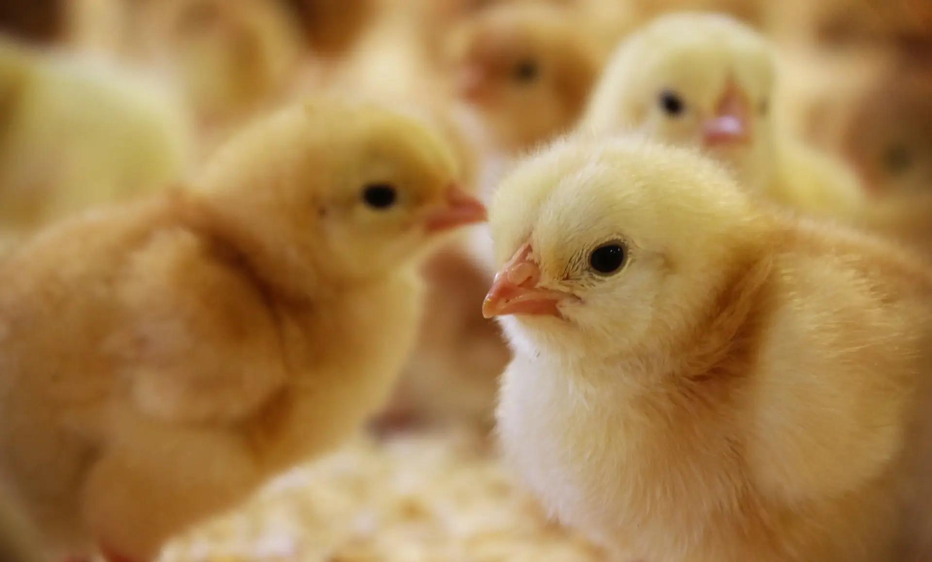 Ljusgula kycklingar som samlas i en grupp i stallmiljö.